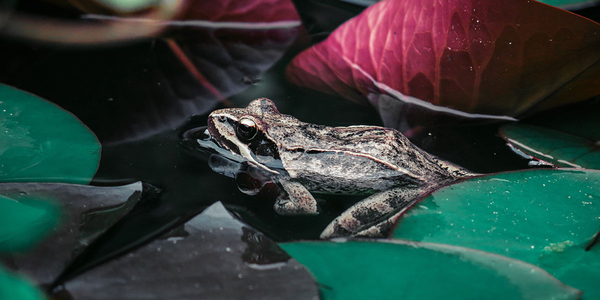 frog hiding in pond