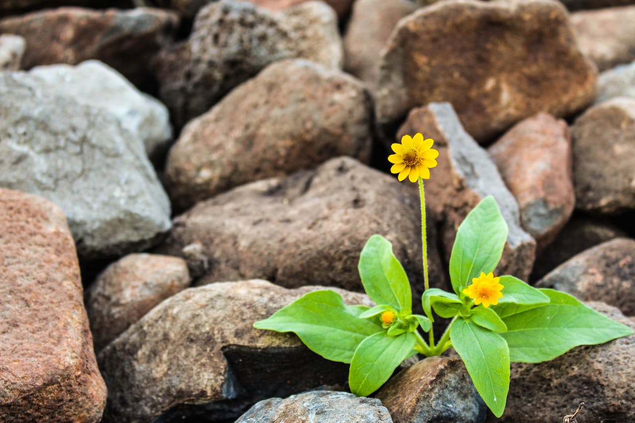 A small yellow flower growing up out of a bed of rocks